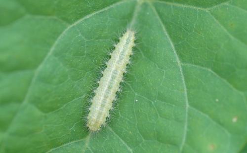 Emmelina monodactyla